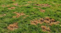 causes of lawn brown spots